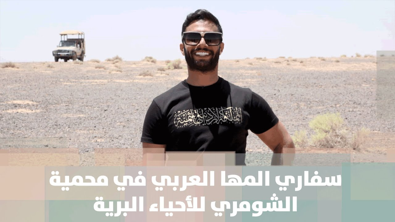 سفاري المها العربي في محمية الشومري الاردنية للأحياء البرية - فيديو